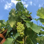 Portugieser Auf Dem Weinberg * נאומבורג