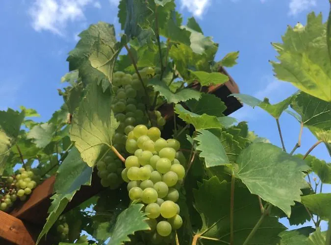 Portugieser Auf Dem Weinberg * Naumburg (Saale)