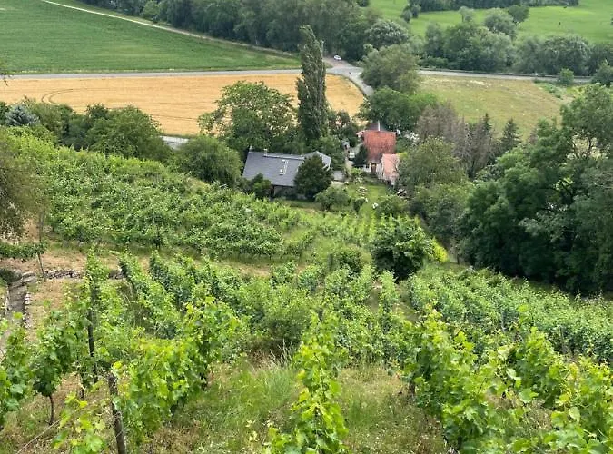 Portugieser Auf Dem Weinberg *