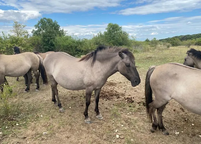 Portugieser Auf Dem Weinberg Casa vacanze